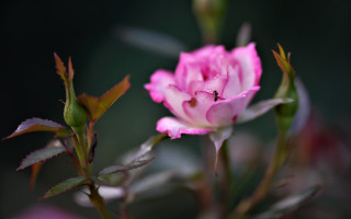 Pink flower bug stem leaves - a bug free wallpaper
