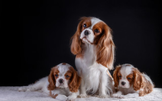 Three dogs white blanket blue - the other free wallpaper