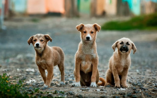 Three dogs sad outdoor blurry - a sad look free wallpaper