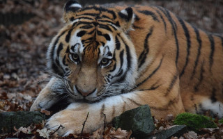 Tiger woods leaves rocks blurry - a tiger free wallpaper