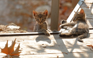 Kittens playing wooden deck sunny - outside free wallpaper