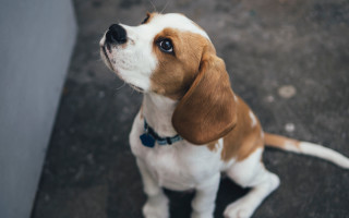 Small brown white dog sitting - dog free wallpaper
