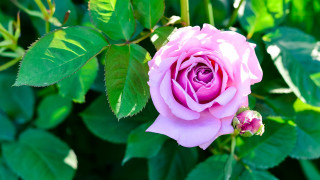 Pink rose green leaves macro - a pink flower in the foreground free wallpaper