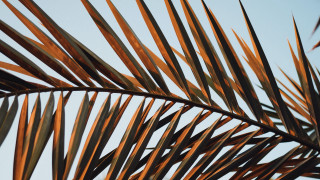 Palm branch blue sky clouds - a few cloud free wallpaper