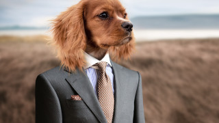 Dog suit tie beach blurry - professional free wallpaper