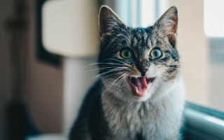 Cat open mouth blurry teeth - its mouth open free wallpaper
