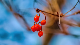 Branch berries blue sky bokeh - anne rigney free wallpaper