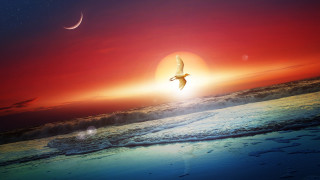 Bird beach red sky moon - magic realism free wallpaper for desktop