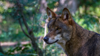 Wolf forest bokeh nature male - male free wallpaper