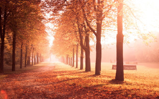 Park bench forest autumn sunny - the middle of a forest free wallpaper