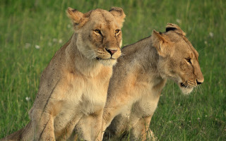 Lions field grass flowers nature - two lion free wallpaper