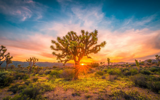 Cactus field sunset clouds landscape - beautiful free wallpaper for desktop