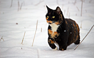 Curious black cat walking snow - a curious look free wallpaper