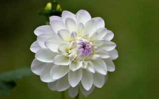 White flower purple center macro - a purple center free wallpaper