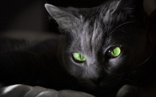 Black cat green eyes holography - a black cat free wallpaper