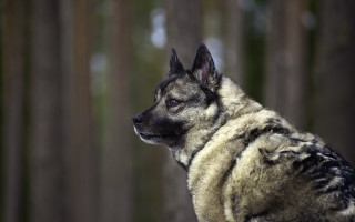 Shiba inu dog forest character - a coat free wallpaper