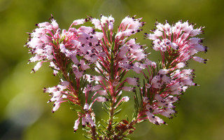 Pink flower macro cherry blossom - incoherent free wallpaper