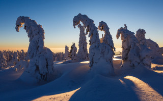 Snowy trees hill sunset blue - boleslaw cybi free wallpaper