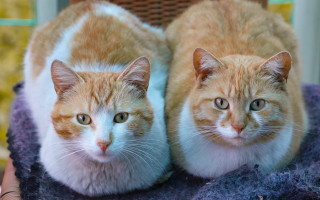 Cats sitting on blanket smiling - andries both free wallpaper