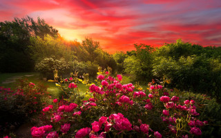 Pink flowers garden sunset matte - a garden free wallpaper for desktop