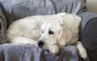 White dog couch blanket elkevogelsang - the arm of the couch free wallpaper