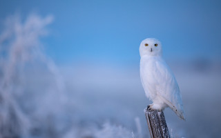 White owl perched snow blue - a white owl free wallpaper