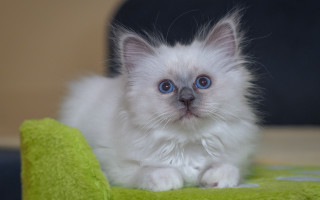 White kitten blue eyes green - a green blanket free wallpaper