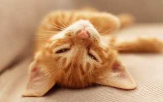 Cat laying on couch orange - orange free wallpaper