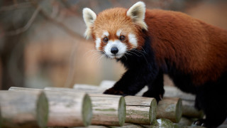 Red panda wooden fence blurry - a wooden fence free wallpaper