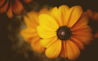 Yellow flower brown black center - a yellow flower free wallpaper