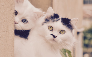 Cats window symmetrical rococo blurry - the other free wallpaper