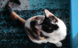 Cat upward stare artnouveau 3d - dof free wallpaper