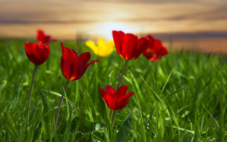 Red flower field sunset butterfly - a sunset in the background free wallpaper