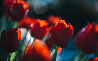 Red flowers water droplets macro 5 - a close up of a bunch free wallpaper