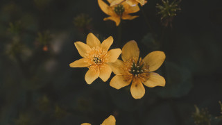Yellow flower group blurry background - a dark background free wallpaper