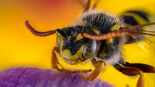 Bee flower macro hyperrealism sunset - a close up of a bee free wallpaper