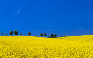 Sunflower field blue sky multiple - blue sky in the background free wallpaper