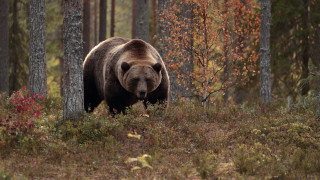 Bear forest autumn leaves nature - a bear free wallpaper