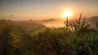 Foggy sunrise grassy trail lake - a few bush free wallpaper