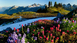 Mountain landscape flowers stream snow - beautiful landscape free wallpaper