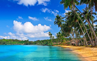 Beach palm trees blue water 4 - blue water free wallpaper