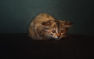 Sad cat table shock art - photography free wallpaper