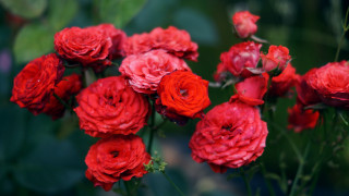 Red roses vase macro blurry - a vase free wallpaper