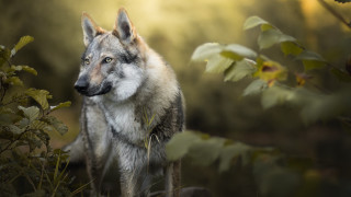 Wolf forest sunlight nature animal - the background and sunlight free wallpaper