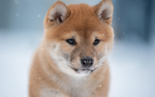 Small brown dog snowflake blurry - a blurry background of snow free wallpaper