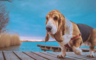 Dog dock water trees sky - near free wallpaper for desktop