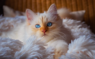 White kitten blue eyes fluffy - a white kitten free wallpaper