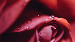 Rose water droplets closeup red - claire dalby free wallpaper