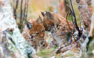 Lynx woods snowy depth of - the wood together free wallpaper