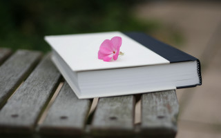 Pink flower on book outdoor - a book free wallpaper